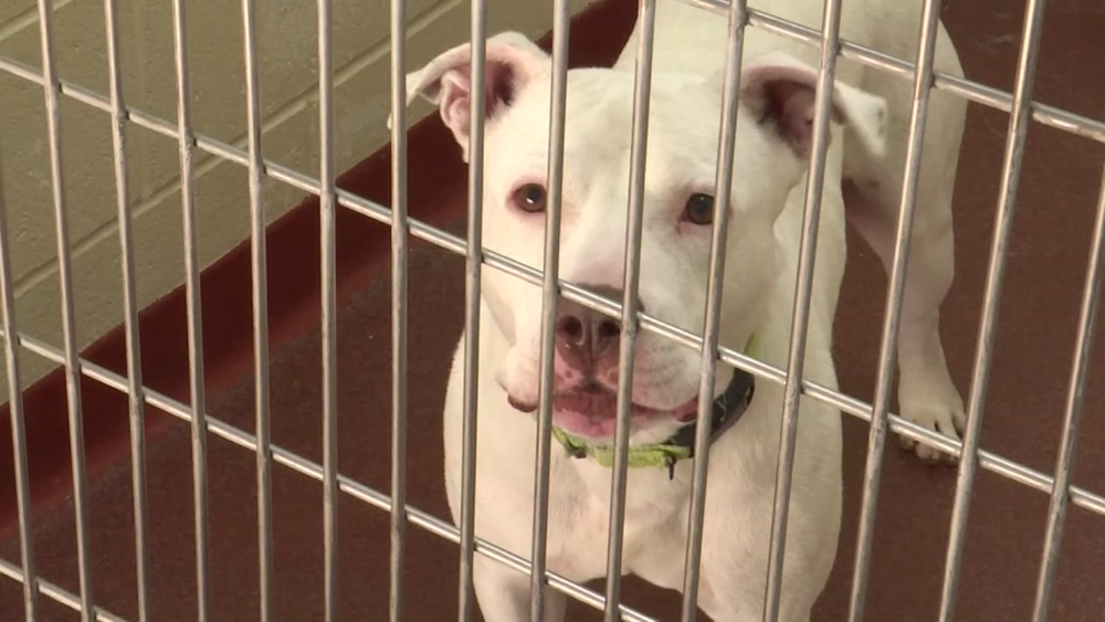 Outrage after shelter pepper sprays dog to be euthanized