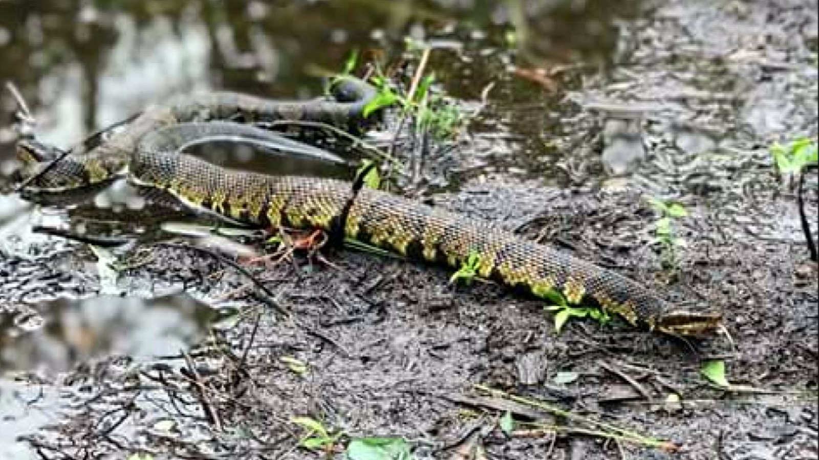 Venomous snakes spotted escaping the flood waters near Topsail Island