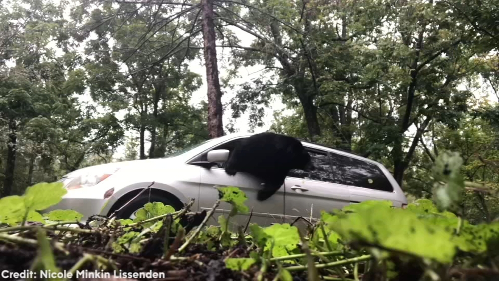 Woman accidentally traps bear in van; Bear finds way out