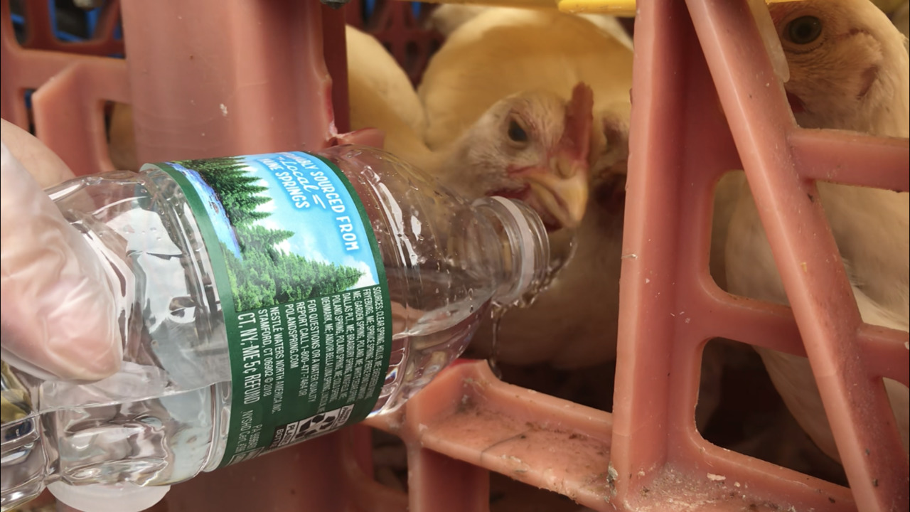Protesters hold vigil for chickens killed in religious ritual