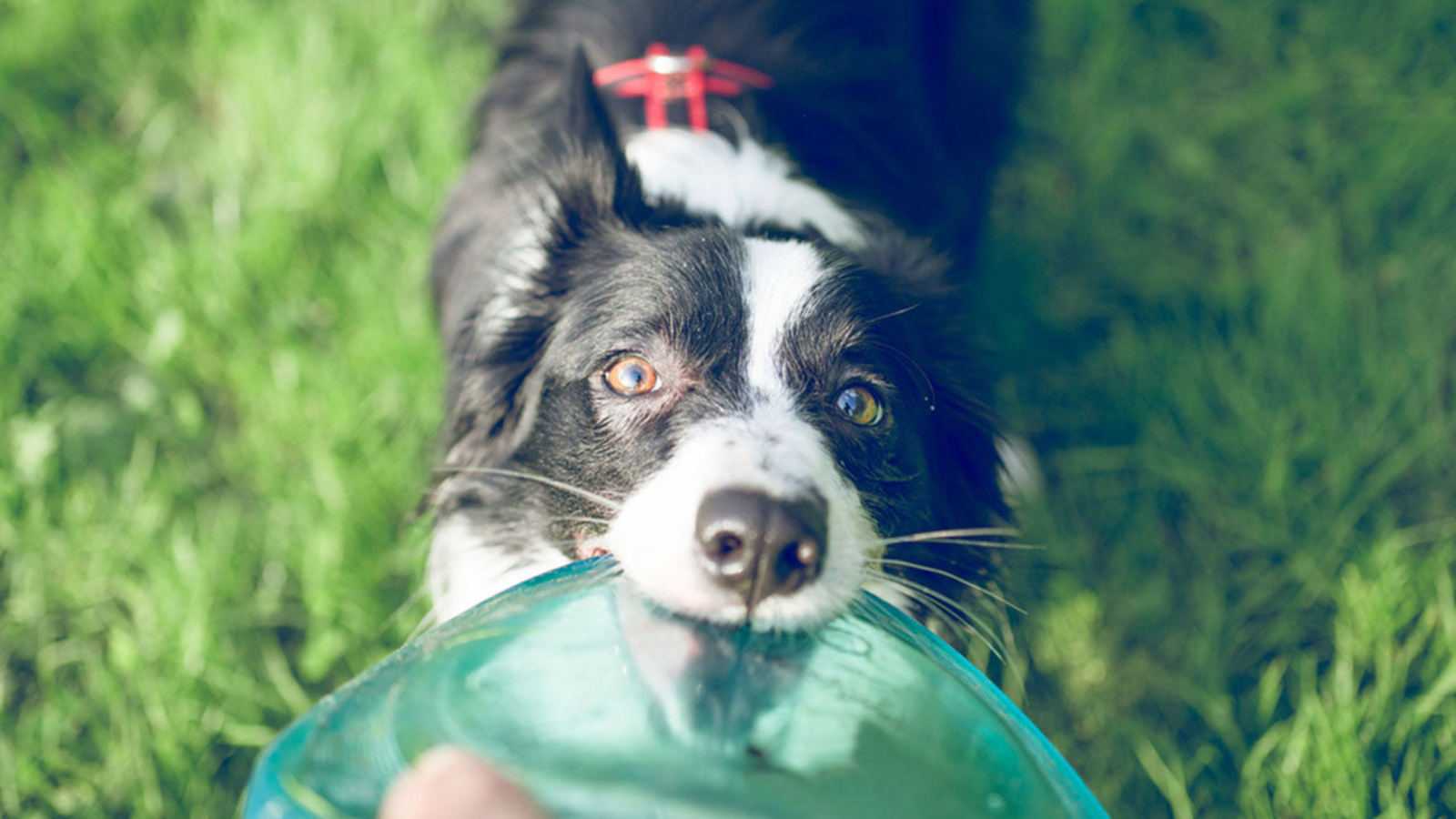 2014-most-popular-female-dog-names-abc7-chicago