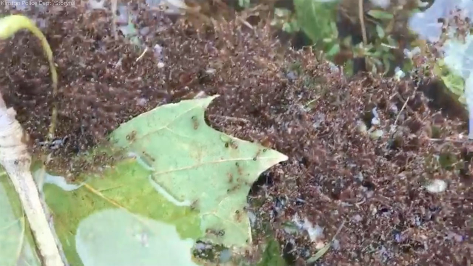 Fire ant clumps spotted floating in Florence floodwaters in North