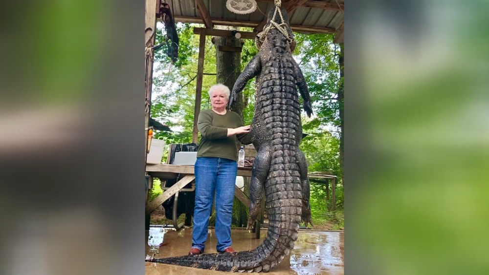 Livingston mayor shoots and kills 12-foot alligator