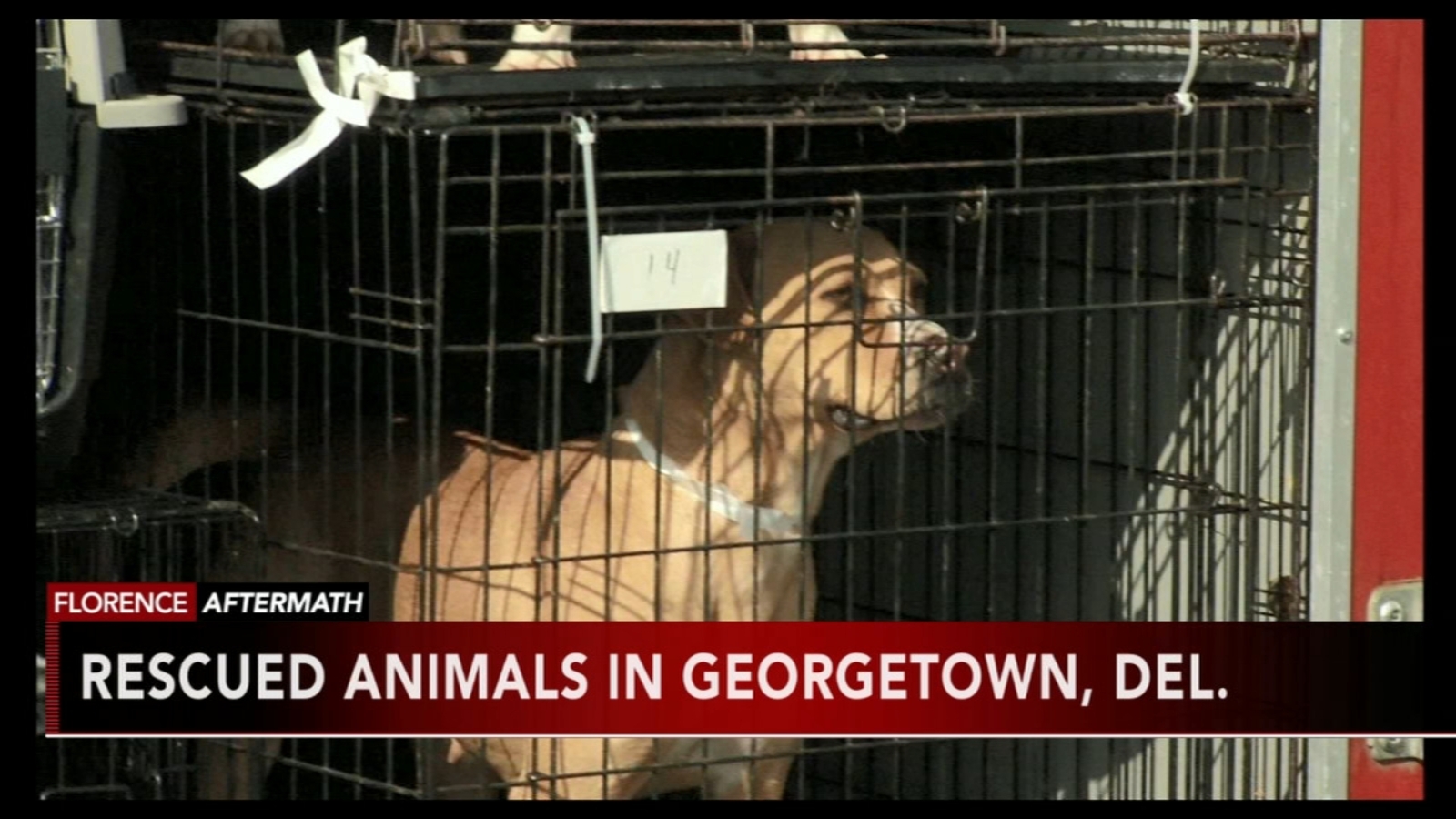 Pets rescued from Florence arrive in Delaware - 6abc Philadelphia