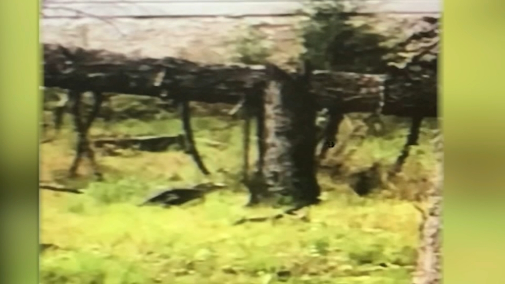 Alligator caught on video in South Jersey