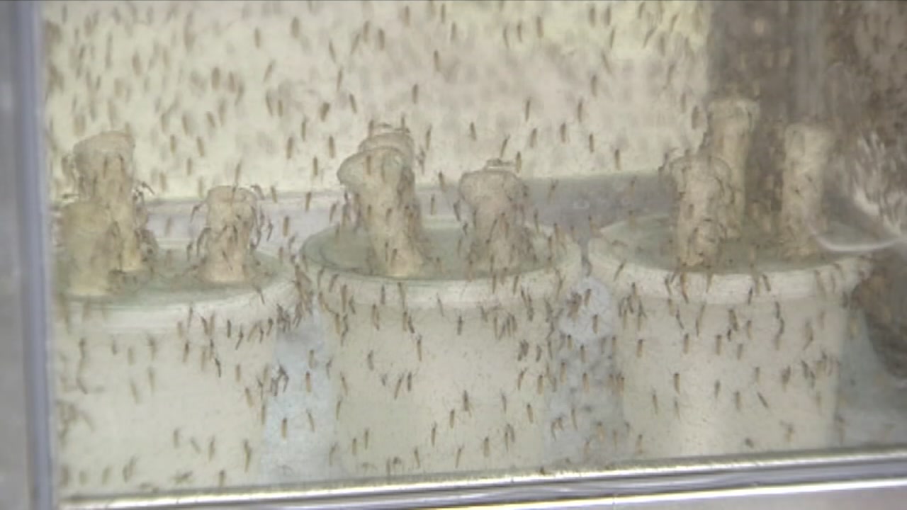 Harris County reports first West Nile death of the year