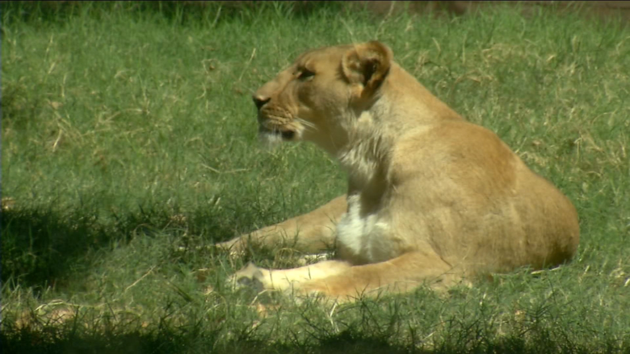 Police identify man bitten by lion at Fresno Chaffee Zoo