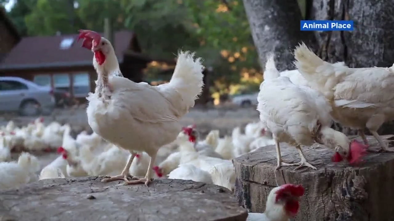 Solano County animal facility known for rescuing chickens forced to shut  down - ABC7 San Francisco