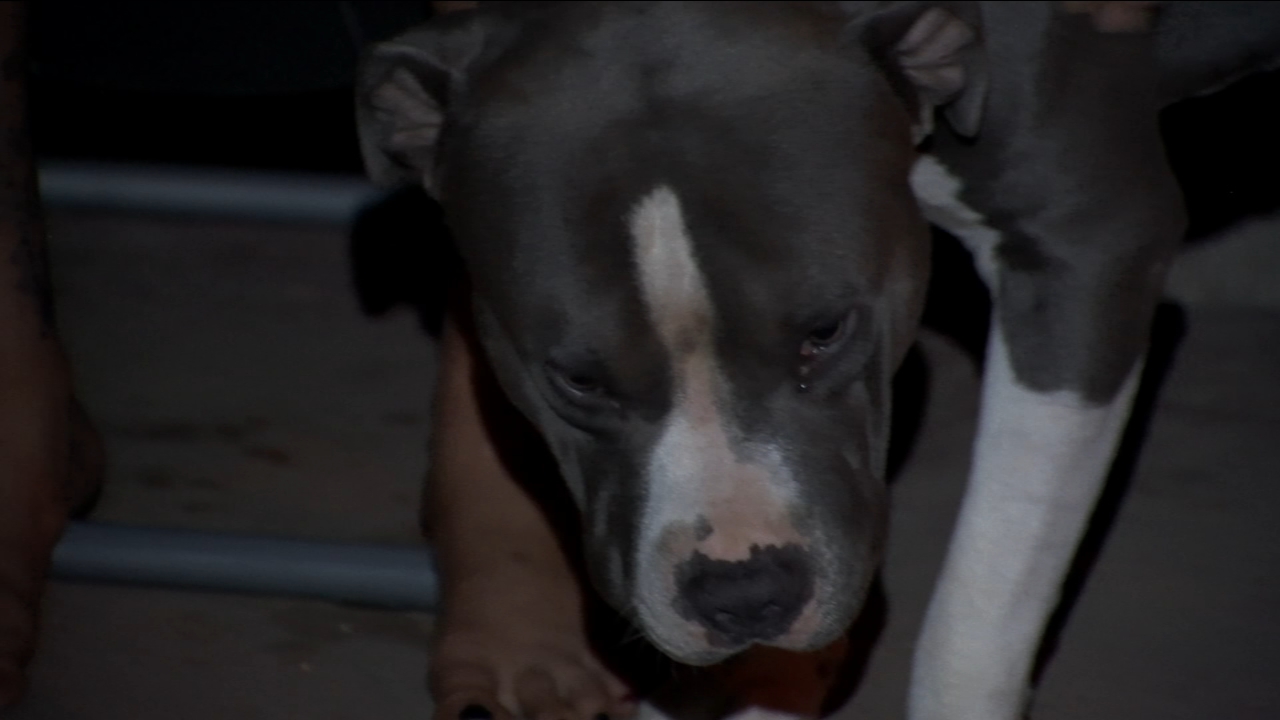 UPDATE: Dogs who attacked near Christmas Tree Lane to be euthanized