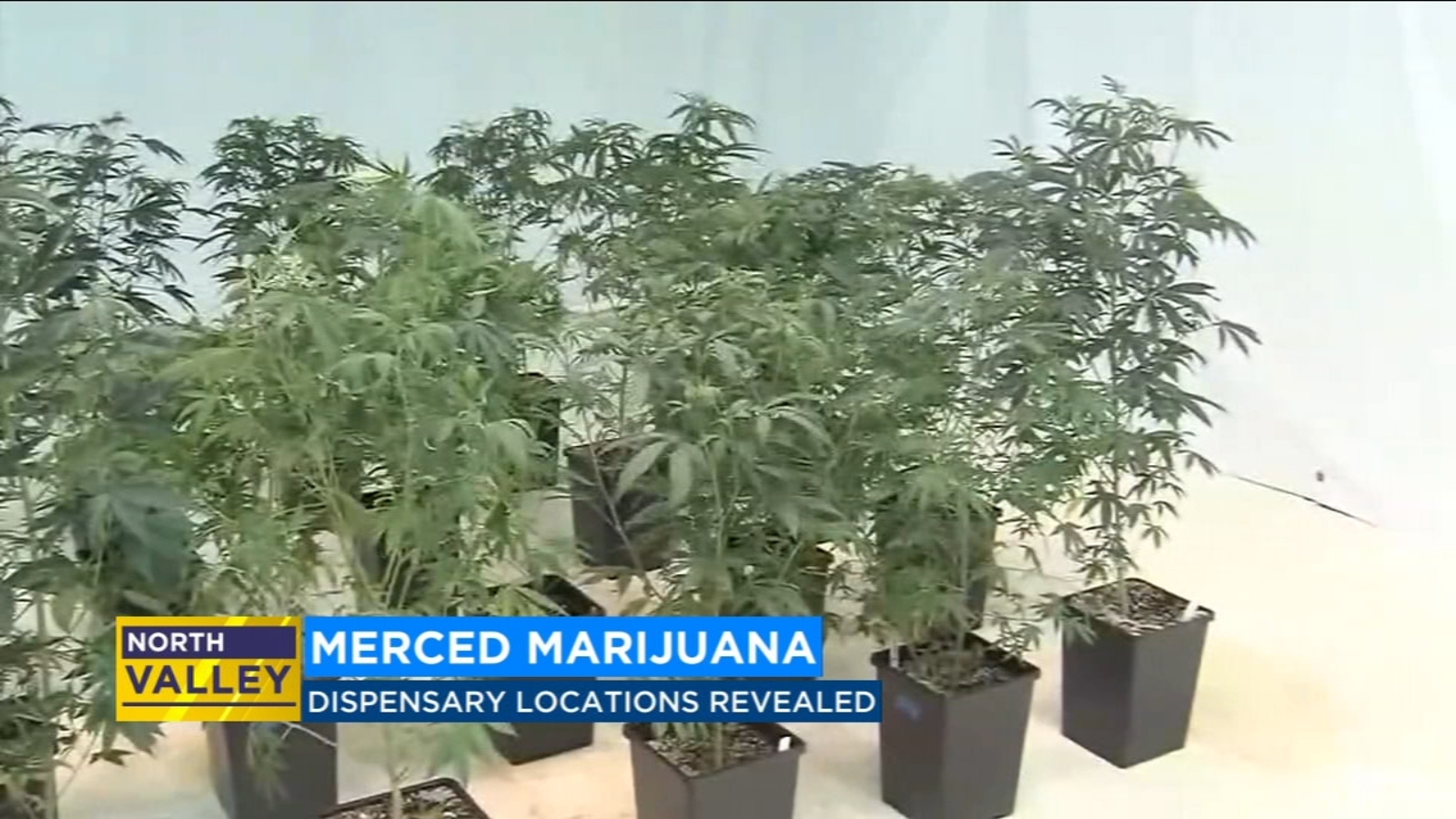Four marijuana dispensaries approved to open in Merced ABC30 Fresno