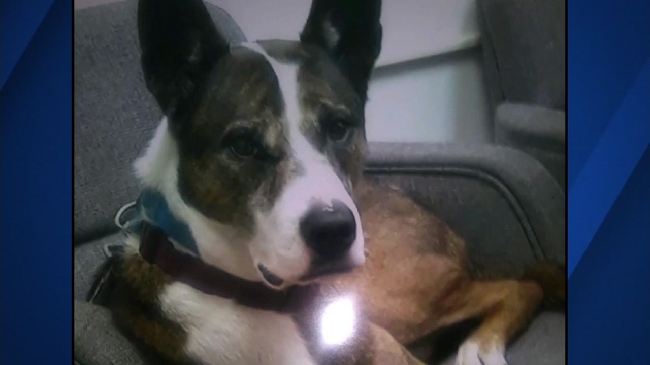 Man pleads for help after service dog is shot on Oakland freeway