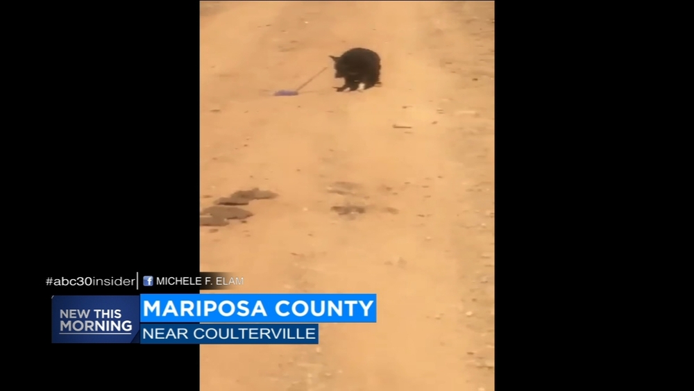 Two Mariposa dogs seek rescue for their injured owner