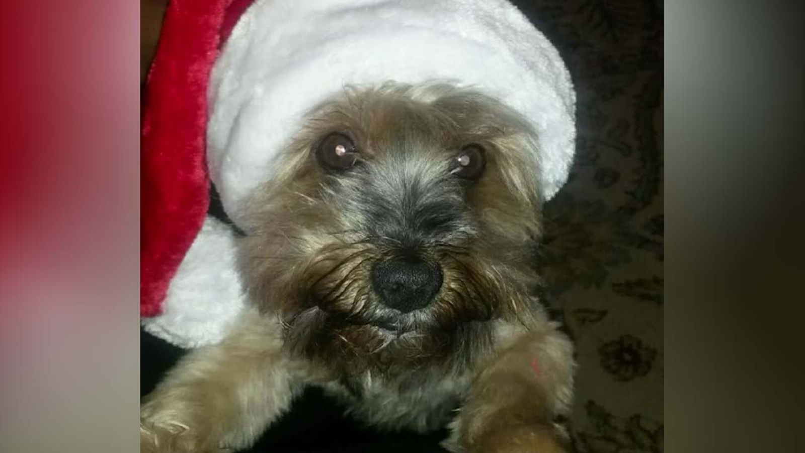 Texas family says dog died hours after PetSmart grooming ABC13 Houston