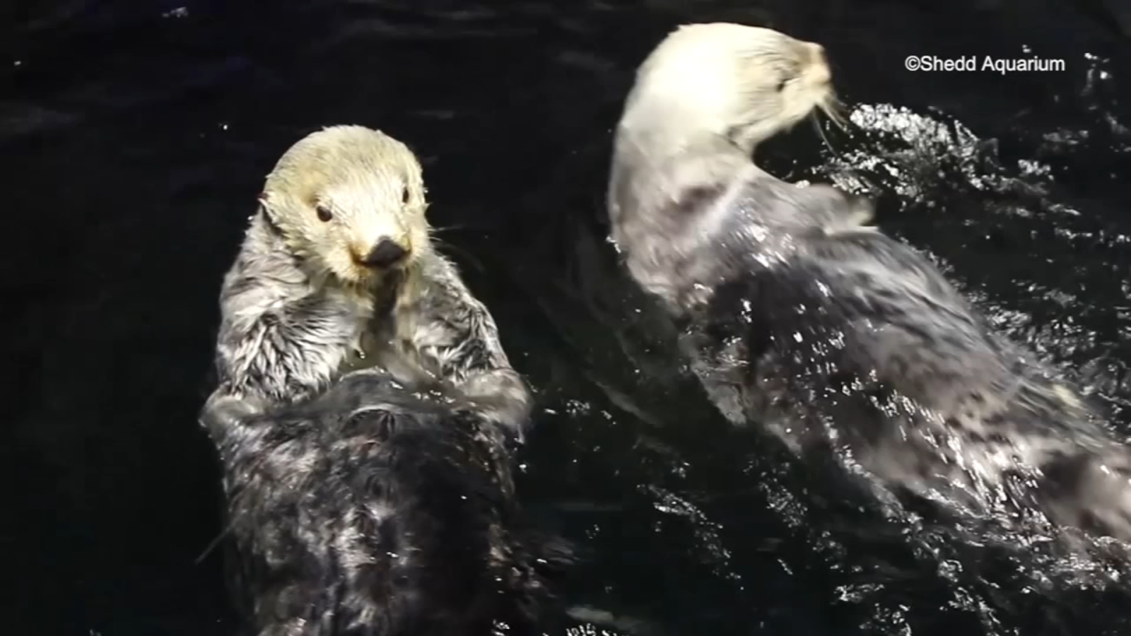 Shedd Aquarium celebrates Sea Otter Awareness Week - 4345378 092618 Wls Spoton SheDD Sea Otter ViD