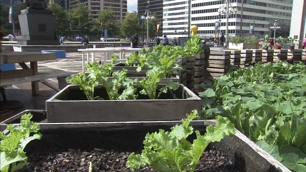 Urban garden near City Hall that feeds homeless facing final harvest