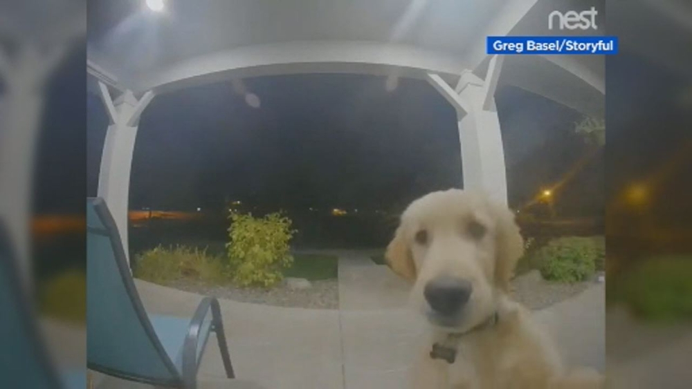 Dog escapes, then knocks on door to get back inside 