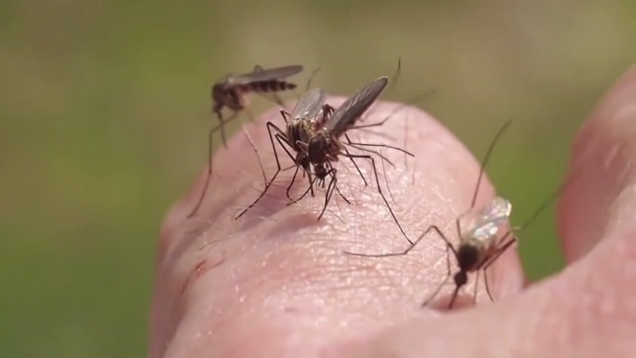 Mosquitoes raise new health concerns after Hurricane Florence