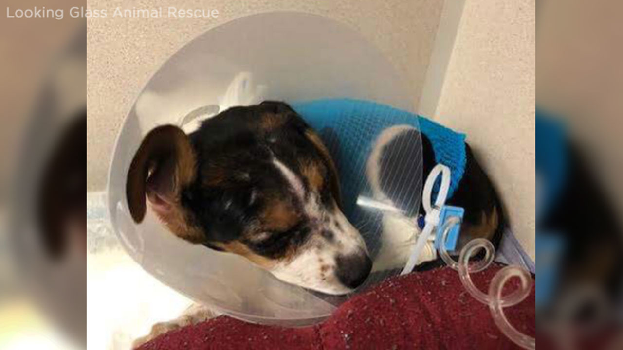 Man wanted for throwing puppy onto Bronx street