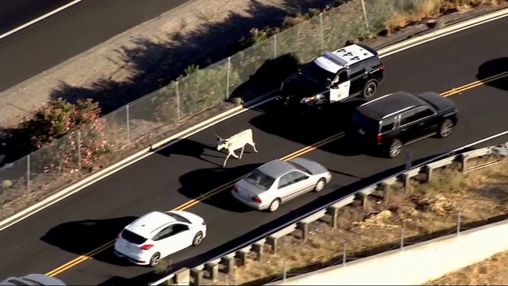 WATCH: Police chase cow on highway near Stockton