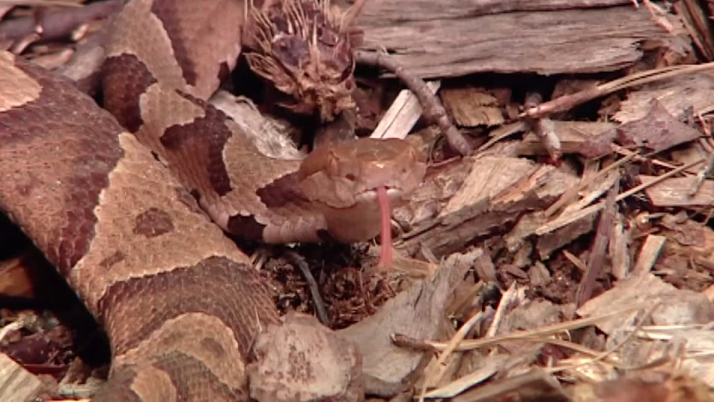 Pets at risk during copperhead mating season