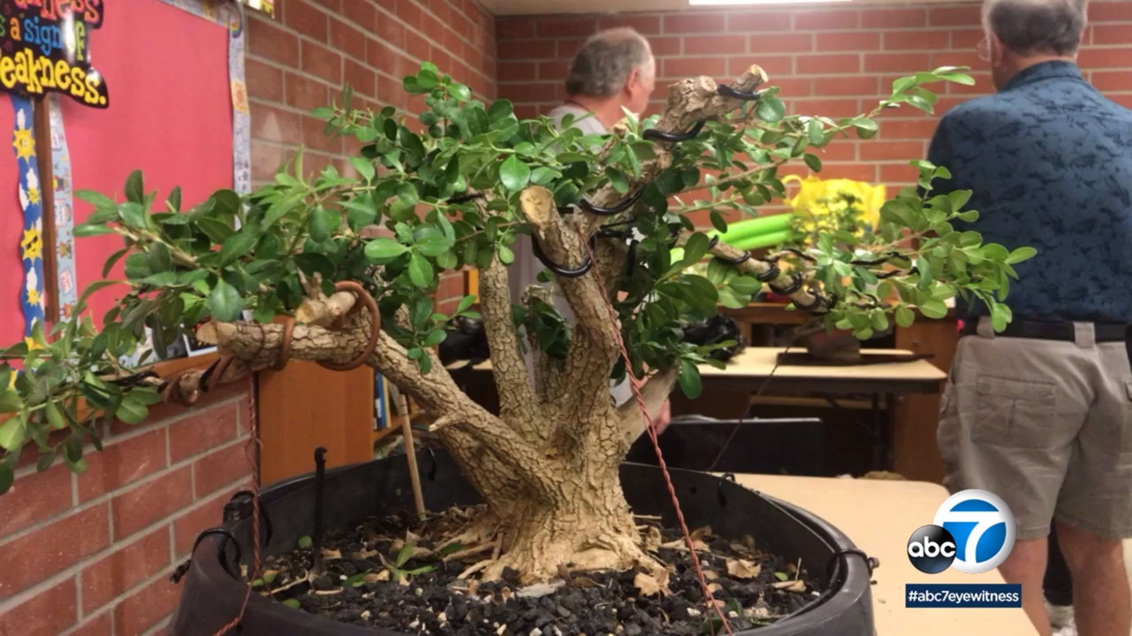 Gardena club demonstrates art of bonsai ABC7 Los Angeles
