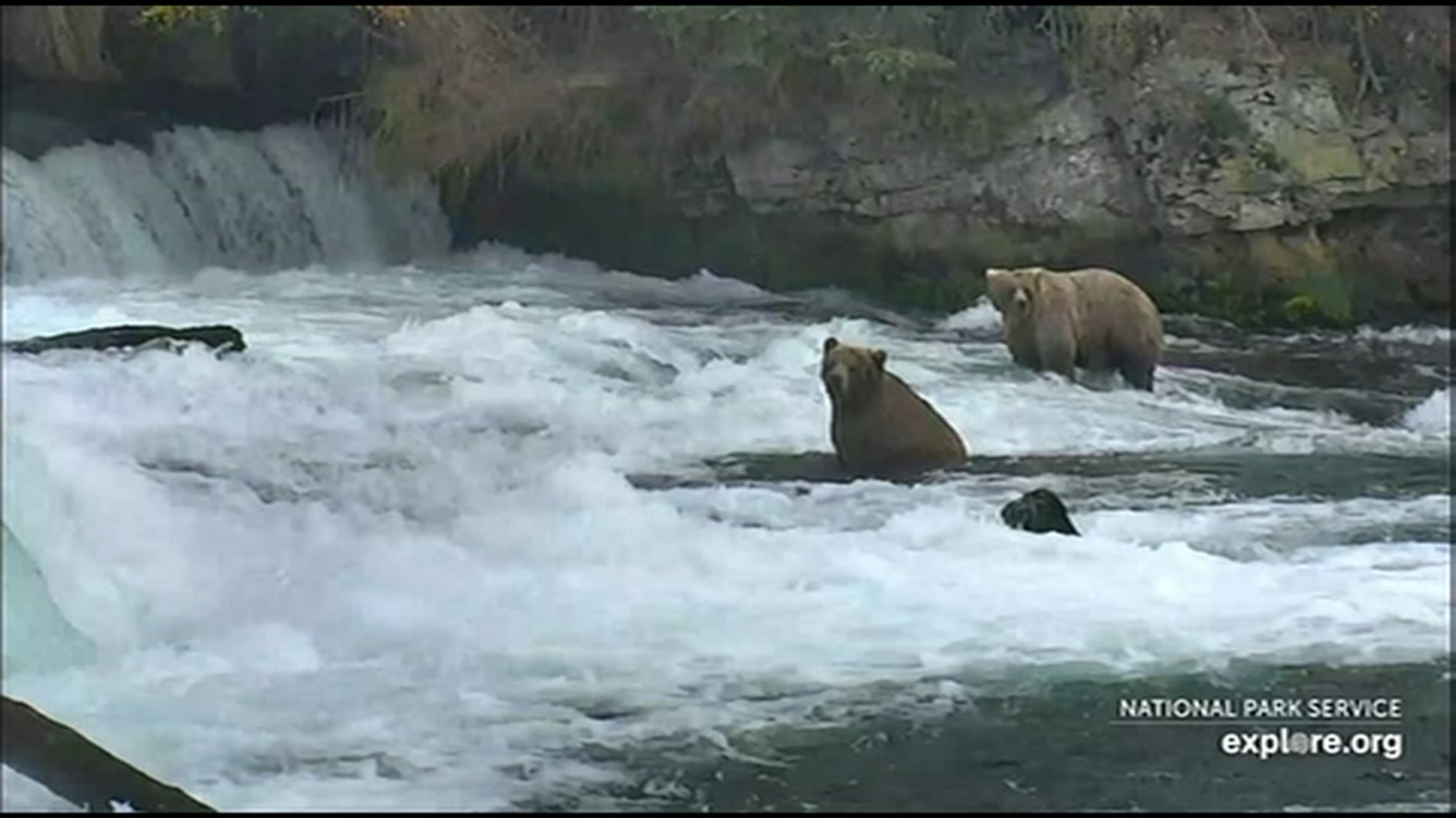 Bear cam back in action in Katmai National Park in Alaska ABC7 San