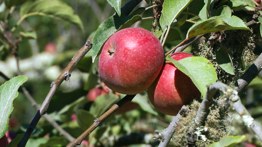 Apple picking season is underway