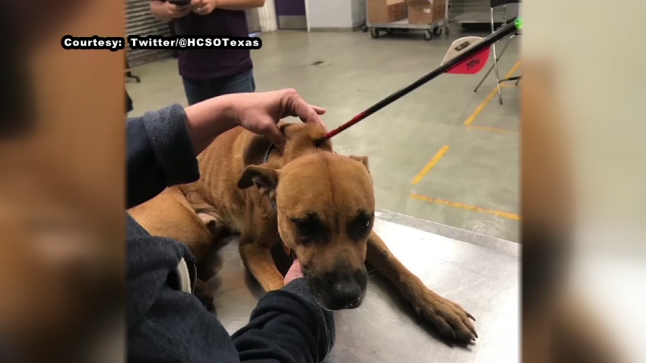 Police searching for suspect who killed dog with bow.