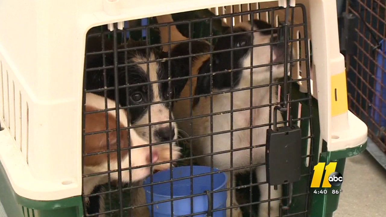 Keep your pets safe as Florence approaches
