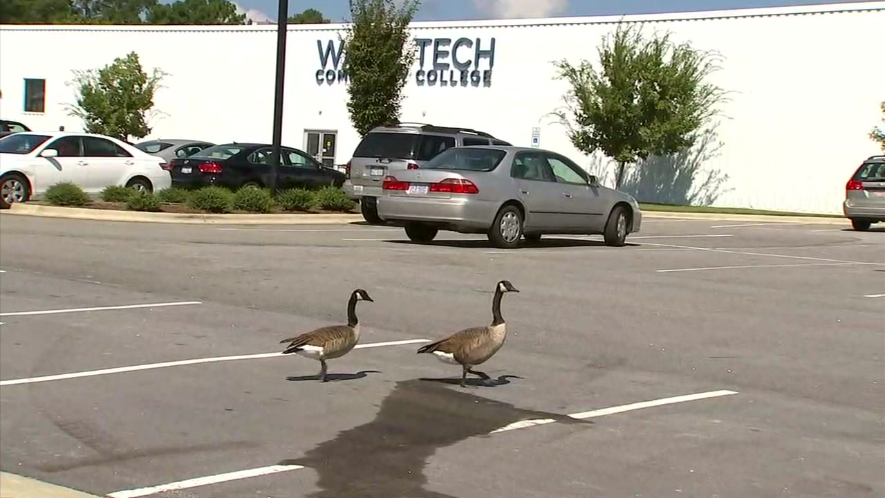 it's a wild goose chase on the Wake Tech campus
