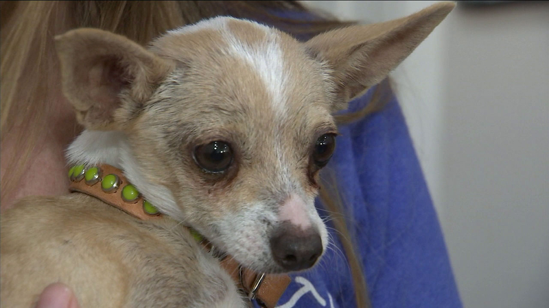 Sherman Oaks Group Rescues Dogs Allegedly Abused By Owner In The Sherman Oaks Group Rescues Dogs