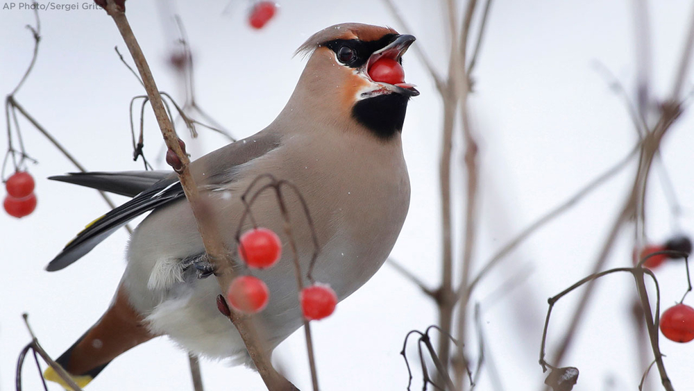 Drunk birds are flying into windows, cars