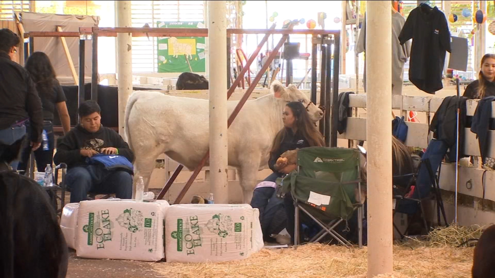 FFA Students at Big Fresno Fair prepare animals for show and auction