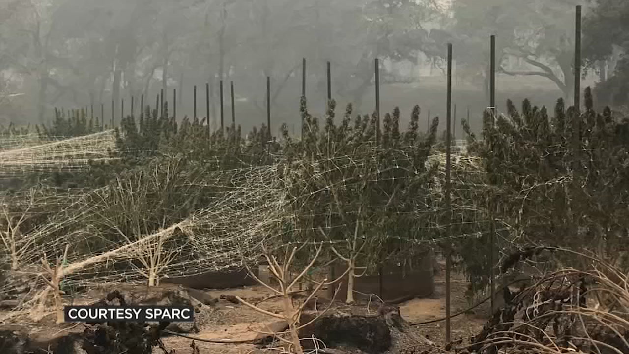 Glen Ellen cannabis grower rebuilds after devastating Nuns Fire