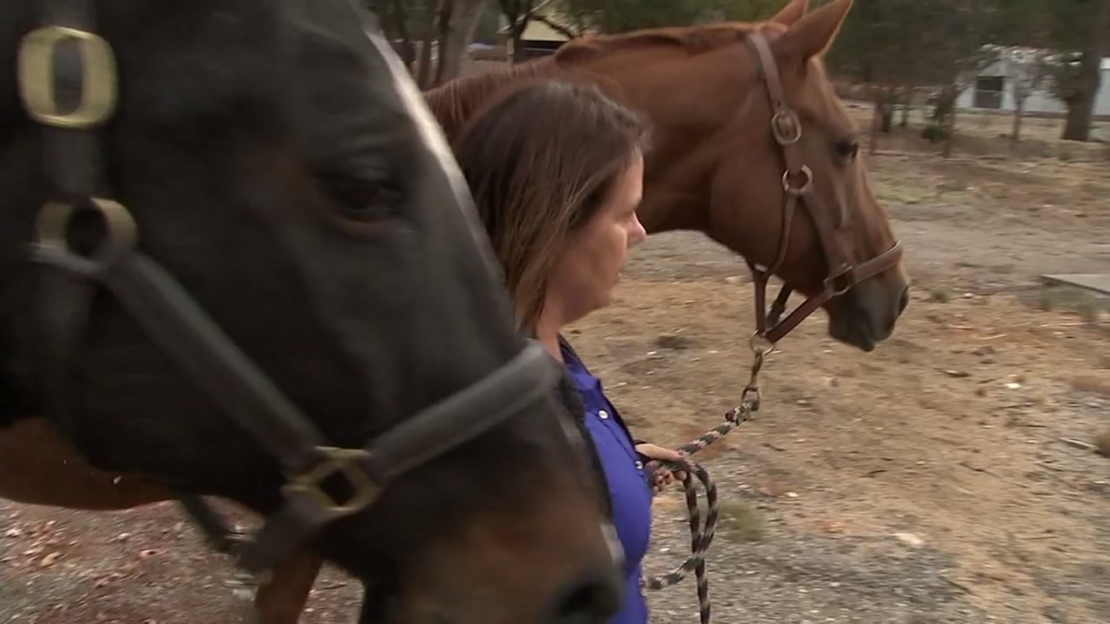 Therapy Horses That Helped Jaycee Dugard Return One Year After Nuns Fire Abc7 San Francisco