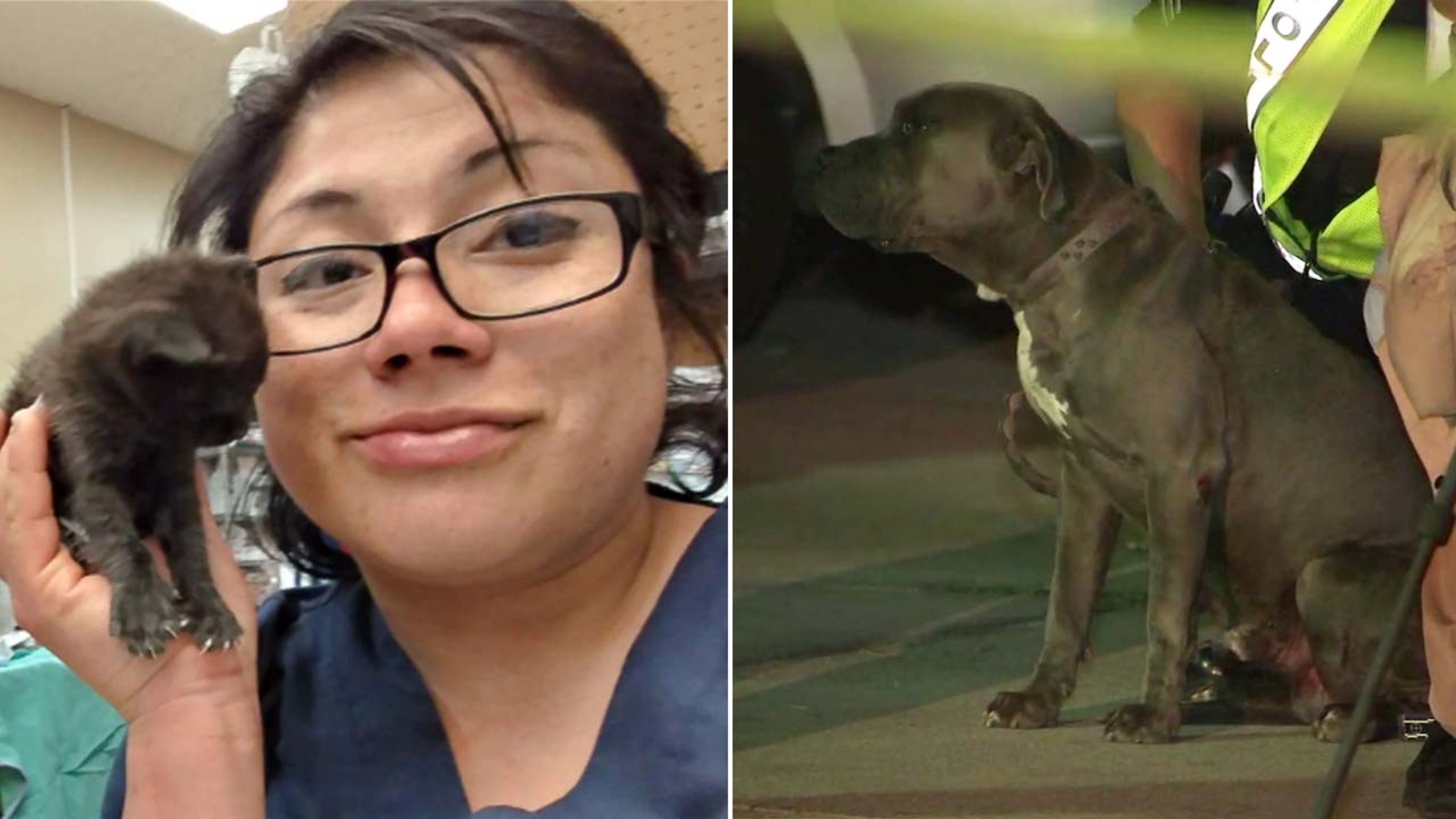 Veterinary nurse, 27, fatally struck by car while walking neighbor's