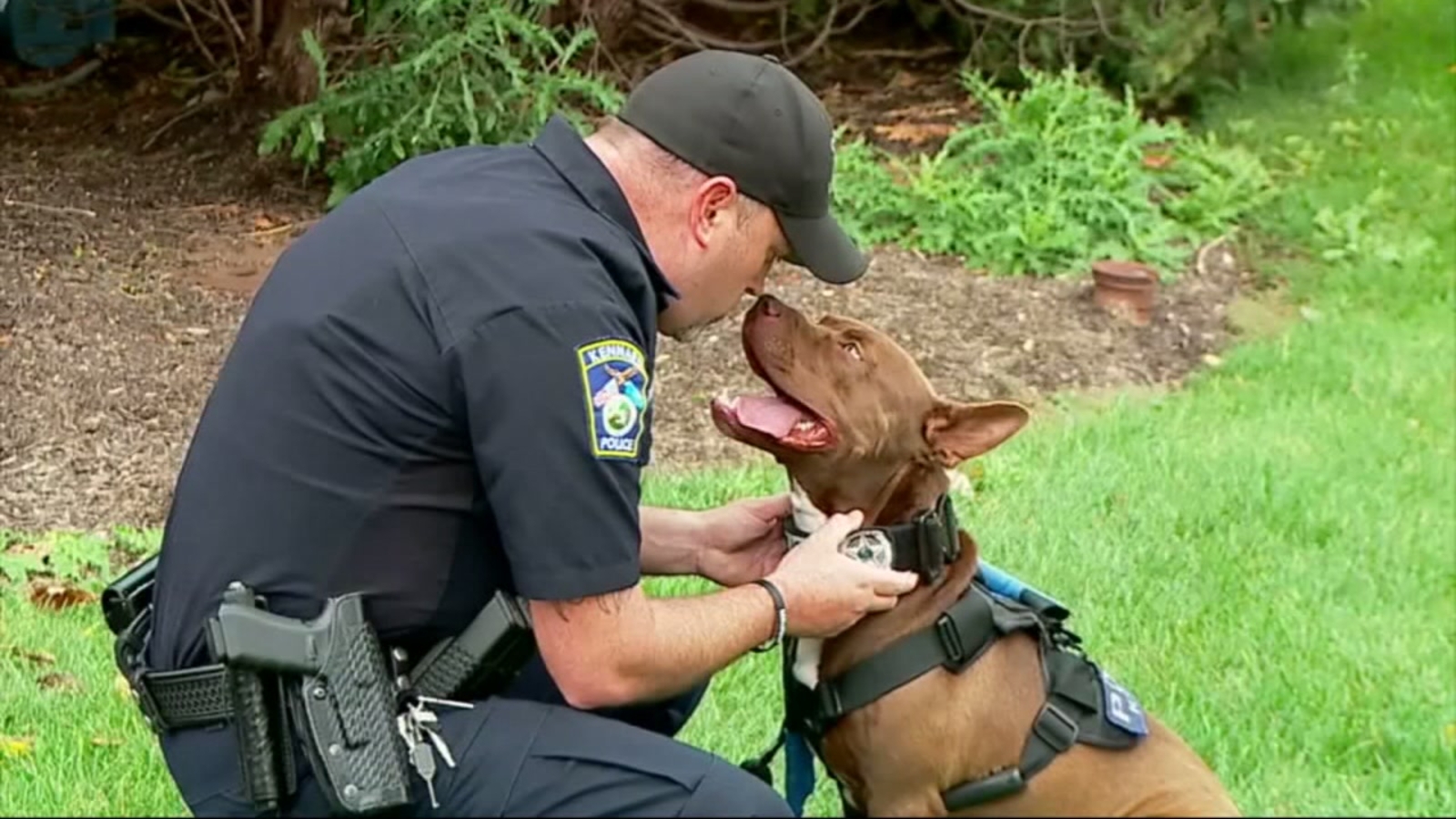 police pitbull
