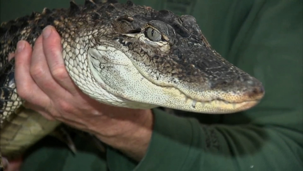 Alligator found swimming in Lake Michigan, Waukegan officials say
