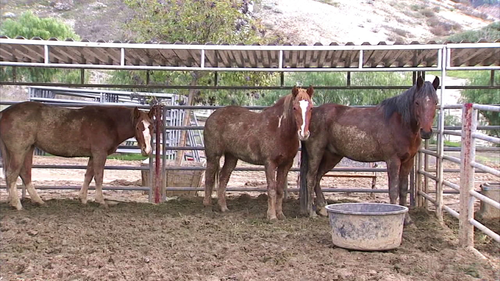 Round up of Northern California wild horses, some likely sold to
