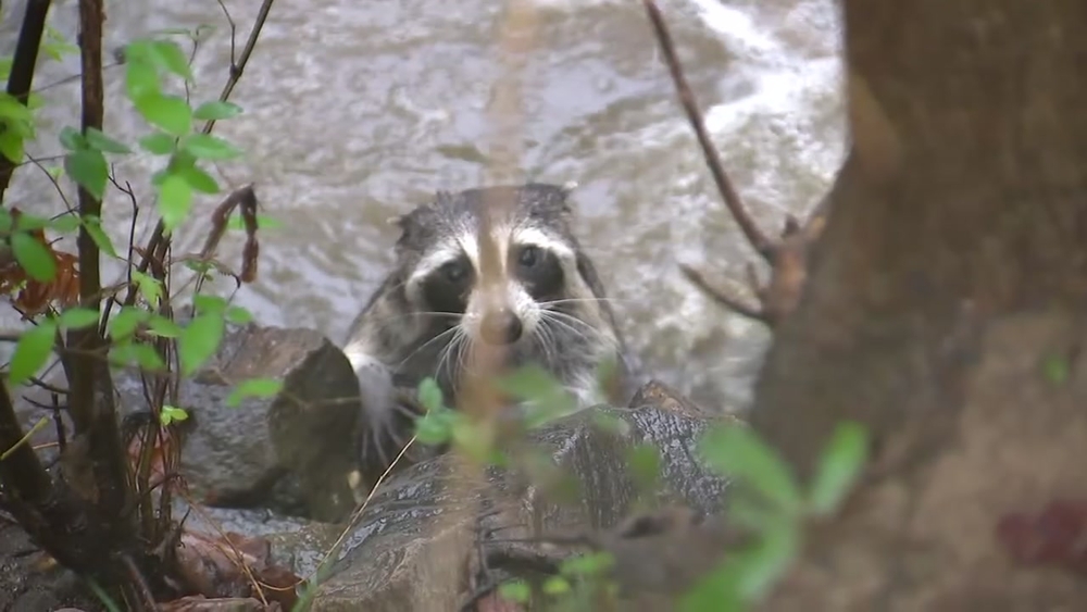 Video: North Carolina raccoon escapes rising floodwater