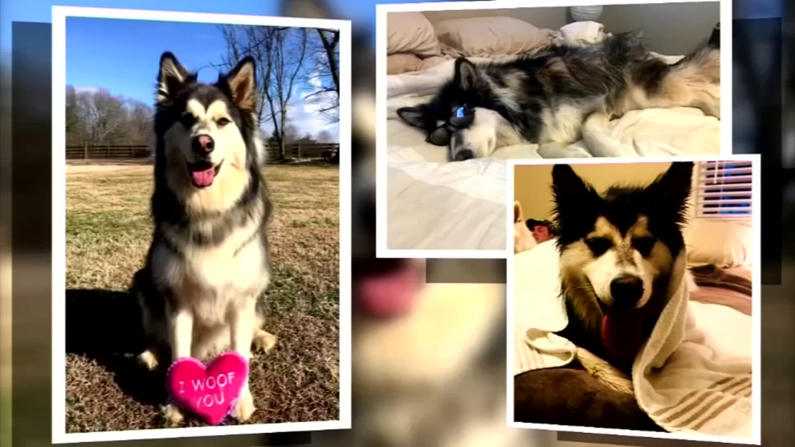 Can Dogs Die From Eating Chewing Gum