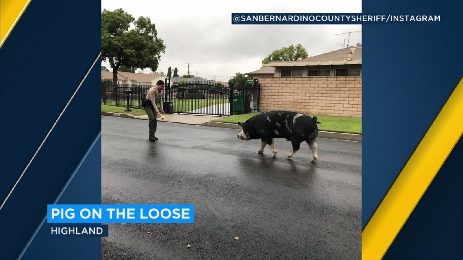 Giant stray pig lured back to Southern California home with Doritos