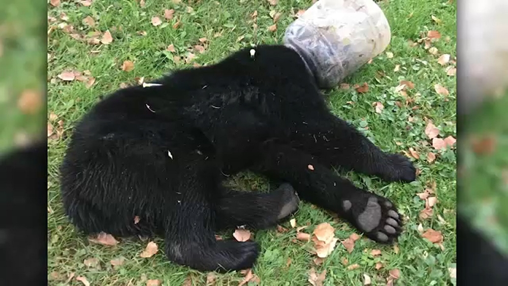 Wildlife services rescue bear cub with jar on its head