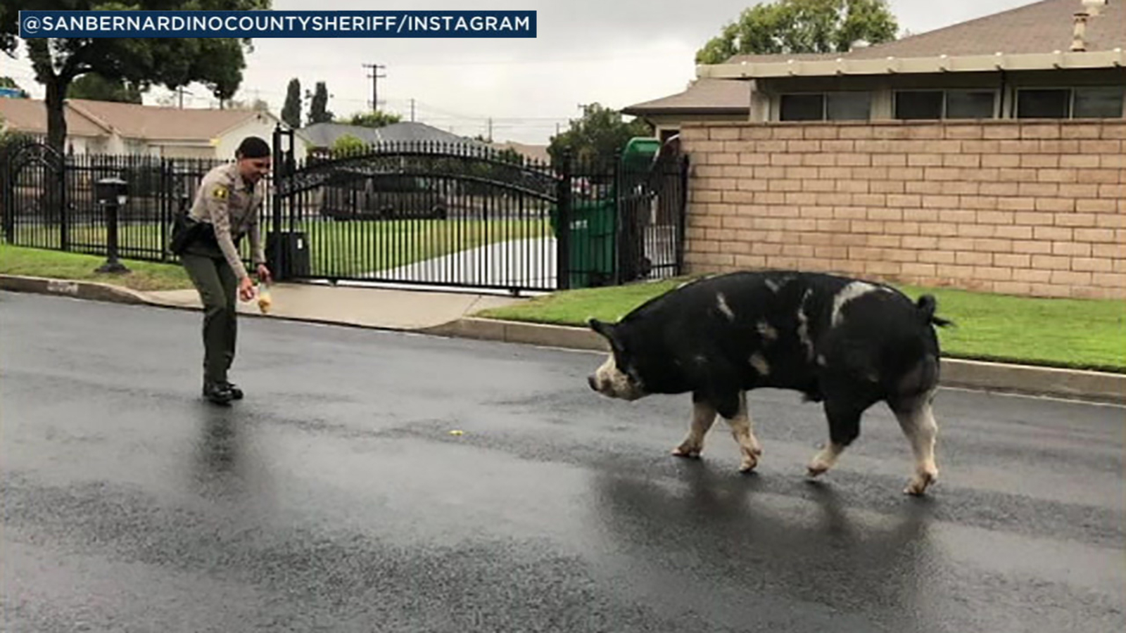 Escaped giant pig lured back to California home with Doritos ABC7 New