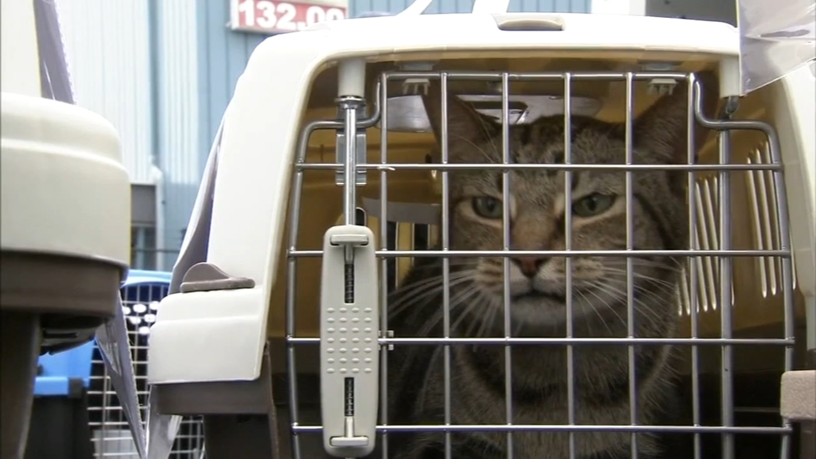 100 cats from shelters in Florida land in area following Hurricane