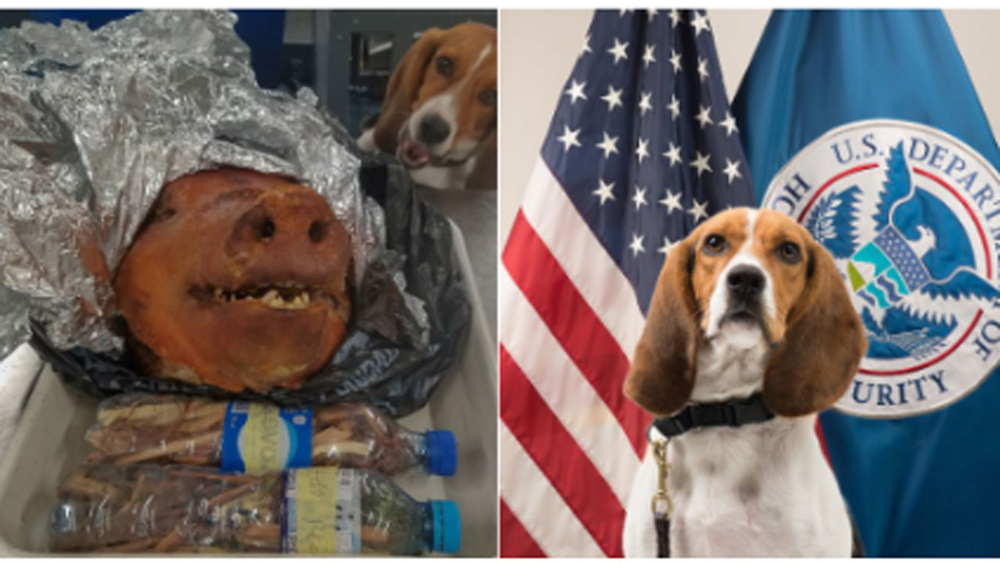 Beagle intercepts roast pig at Atlanta airport
