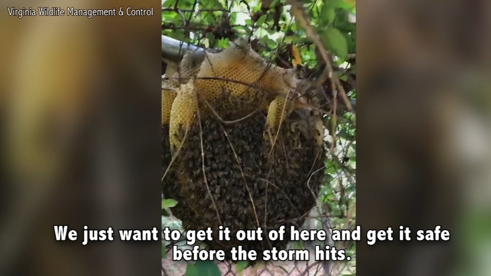 Extremely rare honey bee colony with no hive found in Virginia