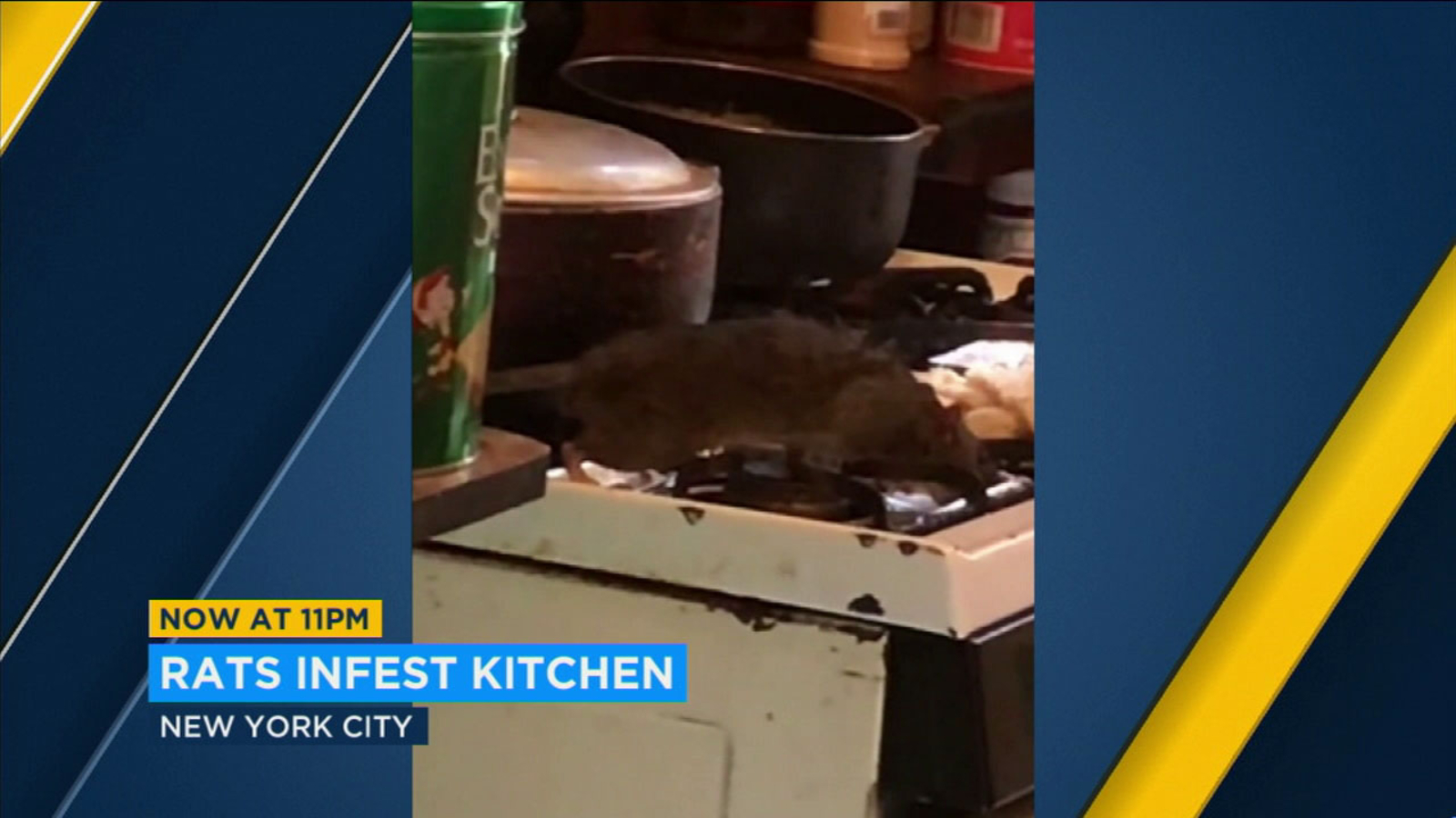 VIDEO Rats infest New York City housing complex ABC7 Los Angeles