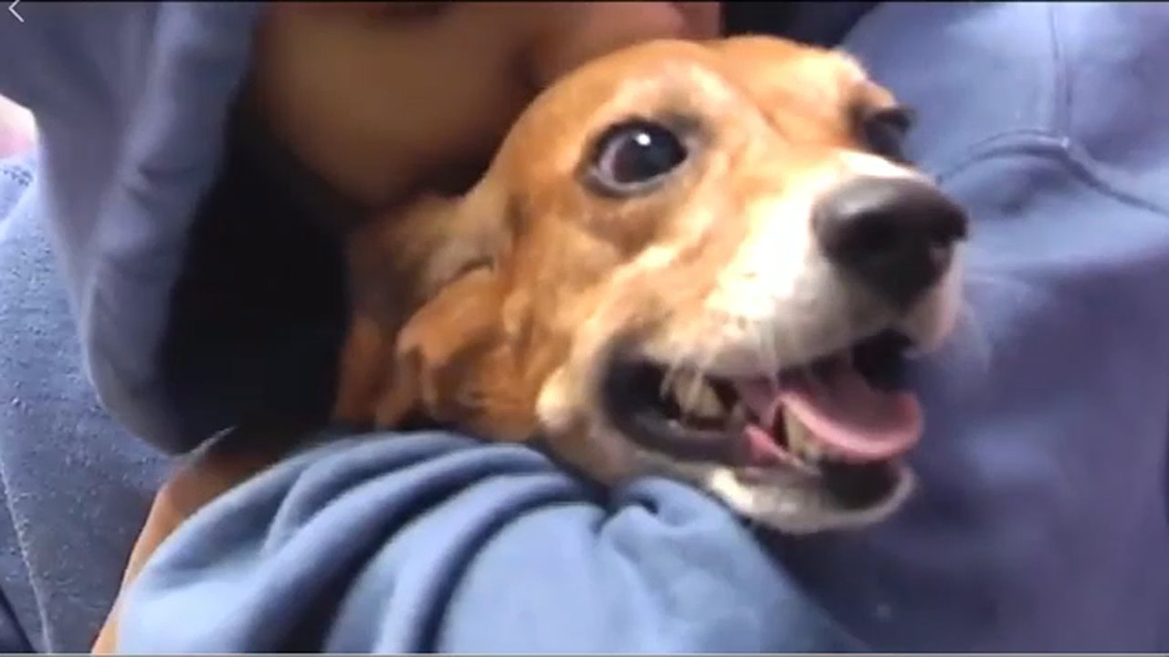 "Beaglemania" event aims to find homes for neglected dogs