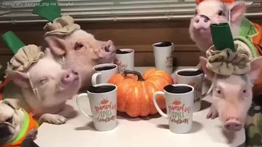 Pigs, pug have pumpkin-themed party to welcome fall